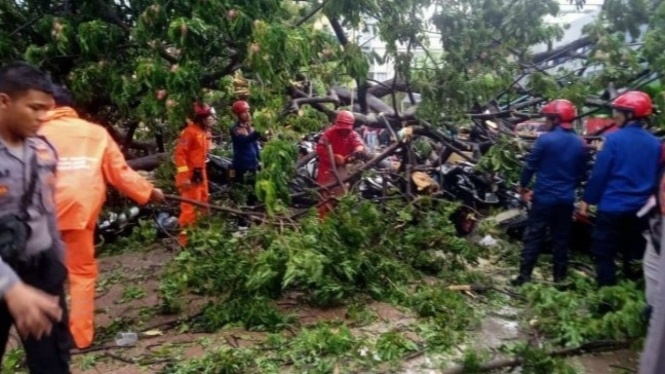Ilustrasi pohon tumbang di DKI Jakarta.
