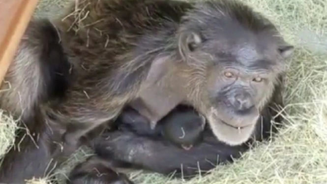 Bayi Simpanse 'Langka' Lahir di Taman Safari Florida