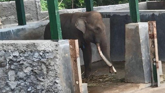 Ogah Makan Karena Sakit Gigi, Seekor Gajah Semarang Zoo Akhirnya Mati