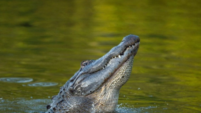 Gambar Representatif Aligator