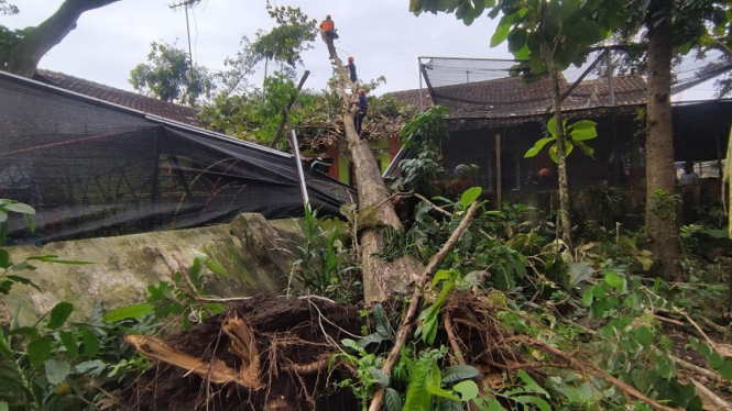 Pohon Jati Tumbang Menimpa Bangunan Sekolah di Blitar