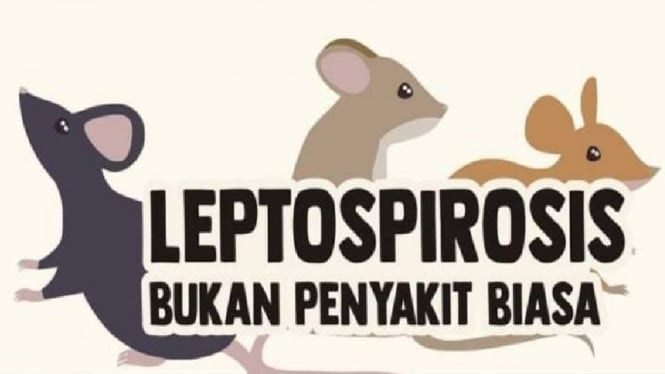 KLB Leptospirosis Ancam Pacitan, 114 Terinfeksi Bakteri Leptospira