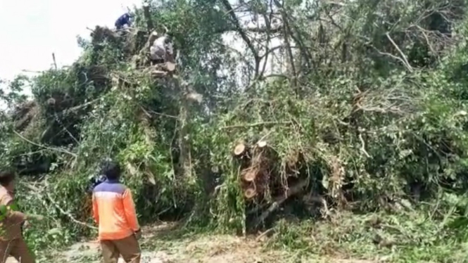 Pohon Beringin Raksasa Tumbang Menimpa Tiga Rumah Warga