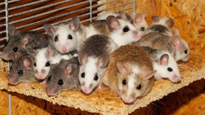 Terungkap! Ginjal Tikus Ternyata Sumber  Penyebab Leptospirosis