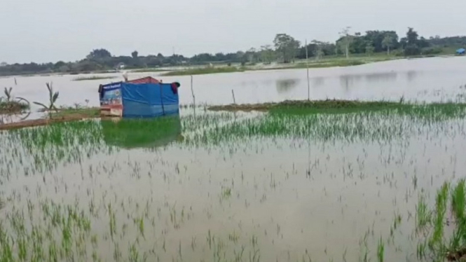 Sungai Batanghari Meluap, Puluhan Hektare Sawah Terendam Banjir