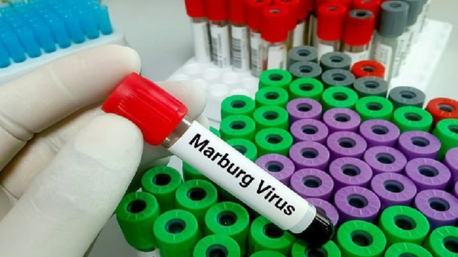 Ilustrasi Virus Marburg