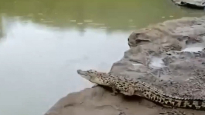 Video viral kemunculan buaya di Sungai Oya Gunungkidul