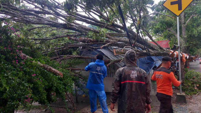 Sejumlah Pohon Tumbang Menimpa Rumah Warga