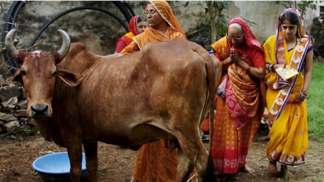 Masyarakat India sucikan sapi.