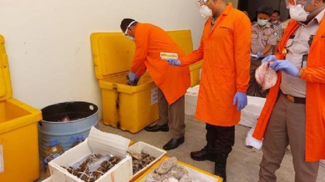Terinfeksi Virus Mematikan, Ribuan Ikan Koi Asal Jepang Dimusnahkan