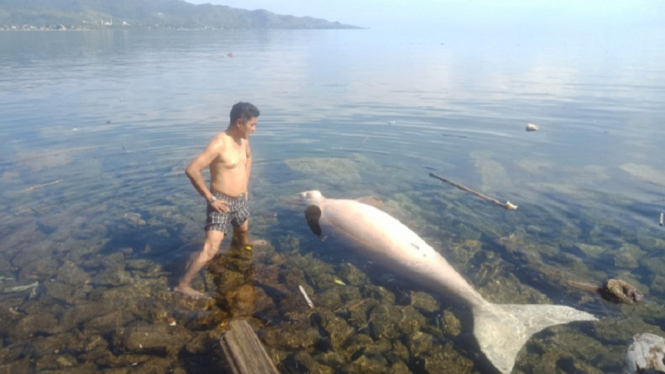 Heboh Ikan Duyung Berukuran 2,2 Meter Terdampar di Pantai