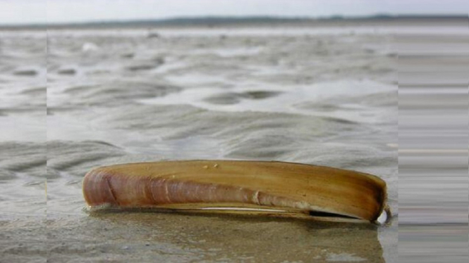 Fenomena Langka, Kerang Bambu Naik ke Permukaan Laut