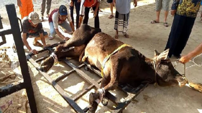 Warga Ciptakan Alat Perebah Sapi untuk  Penyembelihan Hewan Kurban