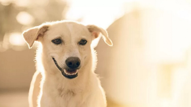 6 Orang Meninggal Dunia, Ini 5 Cara Mencegah Rabies pada Anjing