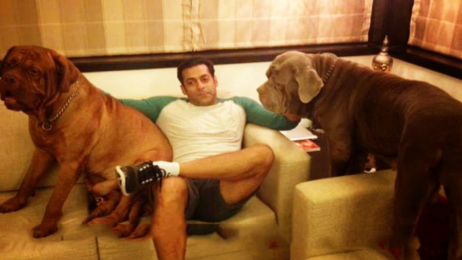 Salman Khan Mengaku Sangat Mencintai Anjing Peliharaannya