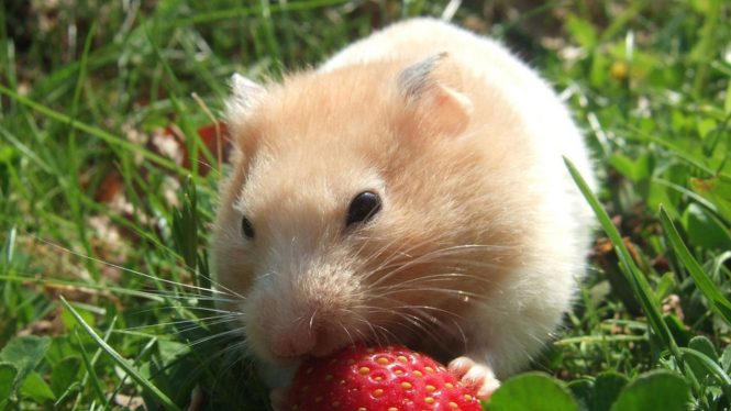 Ilustrasi hamster