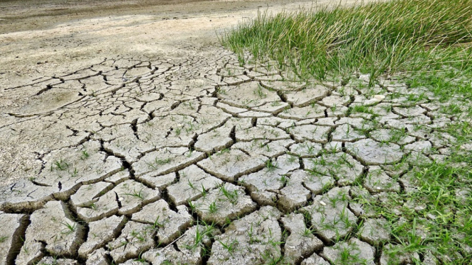 Dampak El Nino, Lahan Pertanian Padi 4 Kabupaten di Lampung Alami Kekeringan