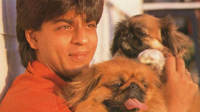 Throwback saat Anjing Kesayangan Shah Rukh Khan Mati Setelah Syuting, Begini Reaksi sang Superstar