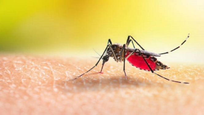 Demam Berdarah Dengue (DBD) Masih Mengancam Jiwa, Ini Kata Dokter