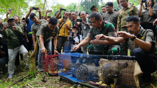 TNI lepas liarkan satwa dilindungi