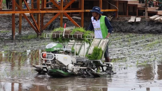 Petani Papua Harap Food Estate