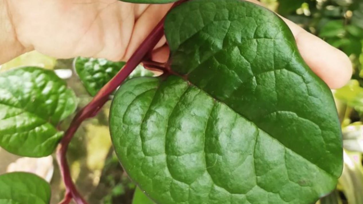 Muzlik davri 2 porno