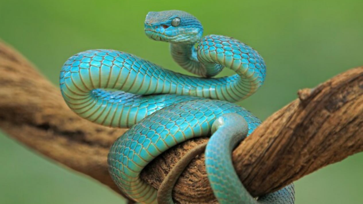 Arti Mimpi Melihat Ular, Ternyata Tidak Selalu Menyeramkan