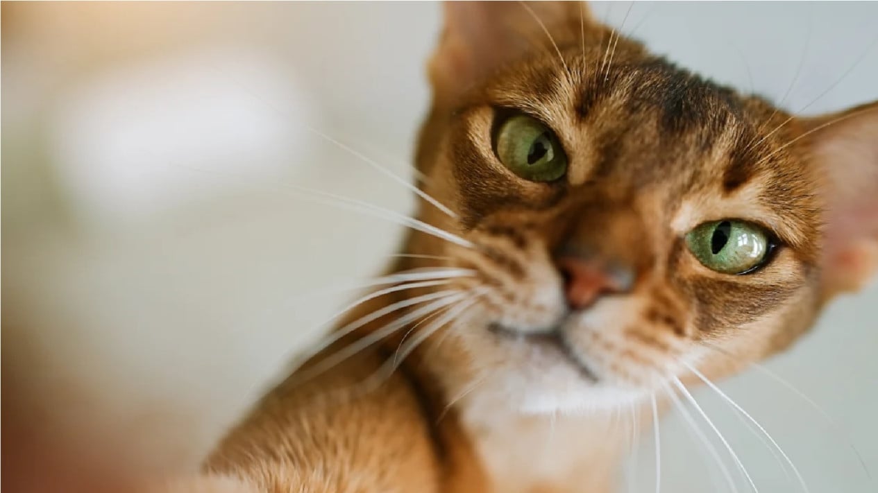 Kucing