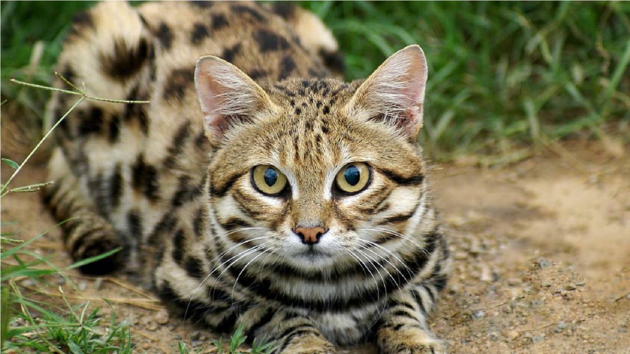 5 Fakta Kucing Berkaki Hitam Afrika, Imut dan Lucu Tapi Mematikan