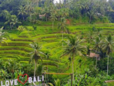 Kumpulan Berita Terbaru Tegalalang Rice Terrace Terkini Hari Ini