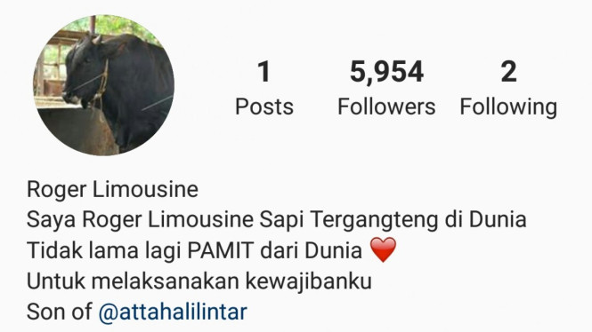 Akun sapi kurban milik Atta Halilintar