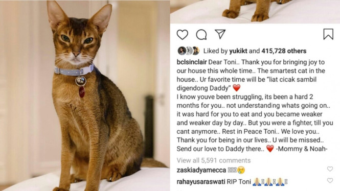 Kucing peliharaan ashraf sinclair mati