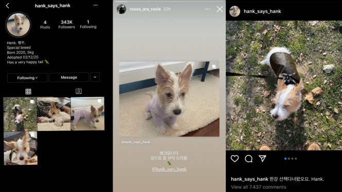 @hank_says_hank/Instagram