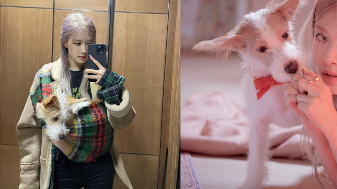 Instagram/hank_says_hank