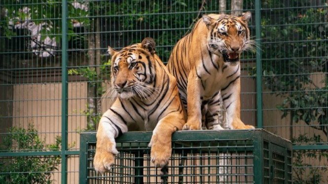 Instagram/Alshadahmad