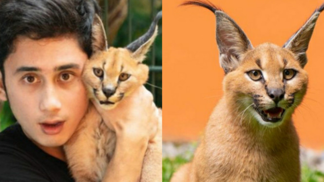 Instagram/Alshadahmad