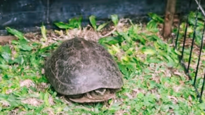 Instagram/Alshadahmad