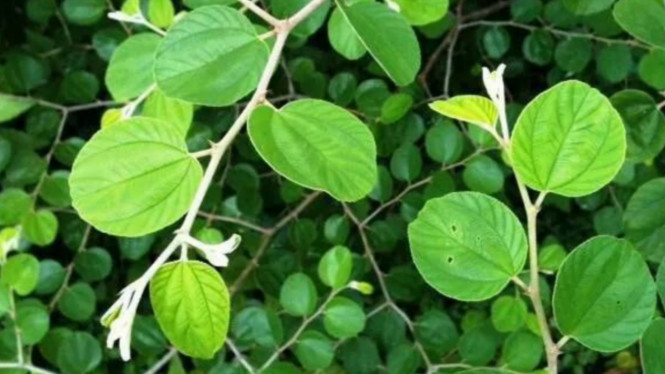 Pinterest/Zauyah Sudin