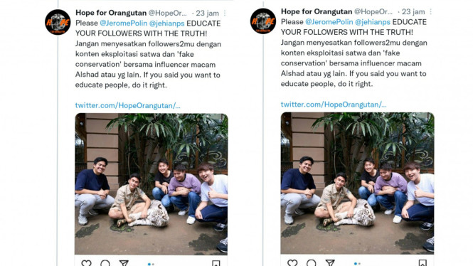 Twitter/HopeOrangutan