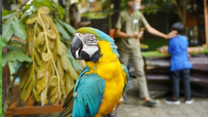 Instagram/farmhouselembang