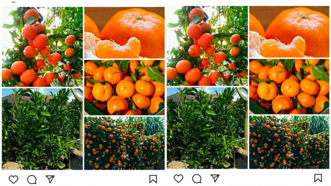 Instagram/jeruksantangmadu