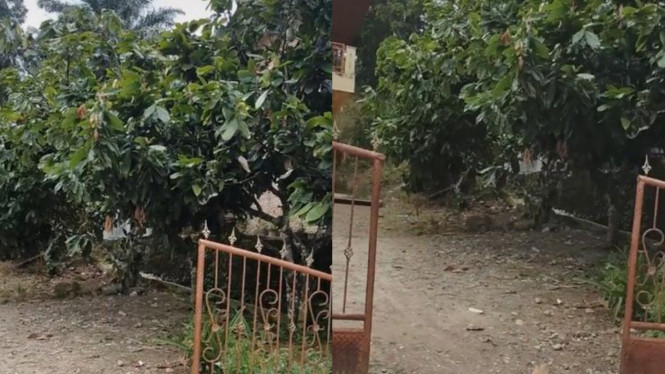 TikTok/kurniawanazrai