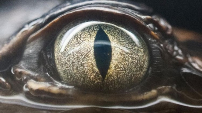 Instagram/sushitrash 