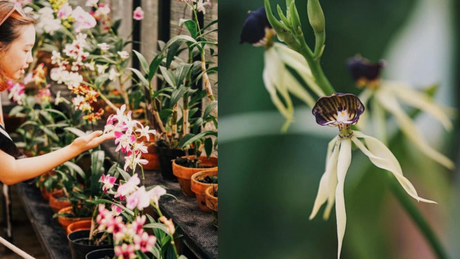 Instagram/@orchidforestcikole