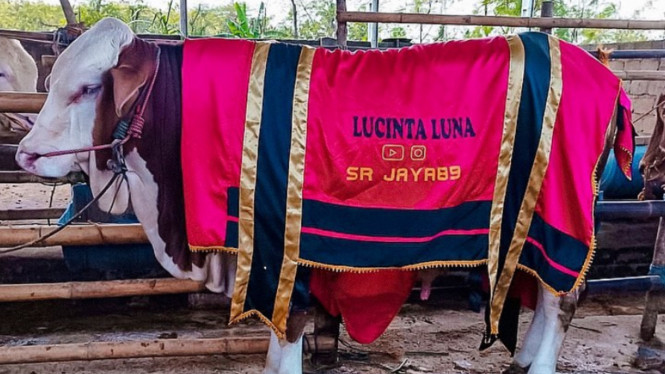 lucintaluna_manjalita/instagram