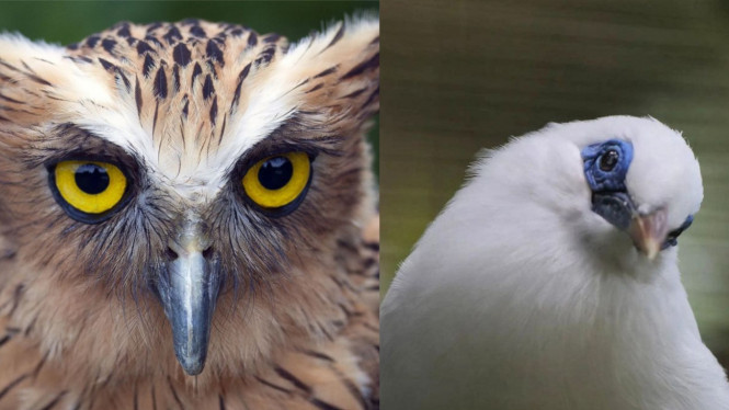 Instagram/@balibirdparkofficial