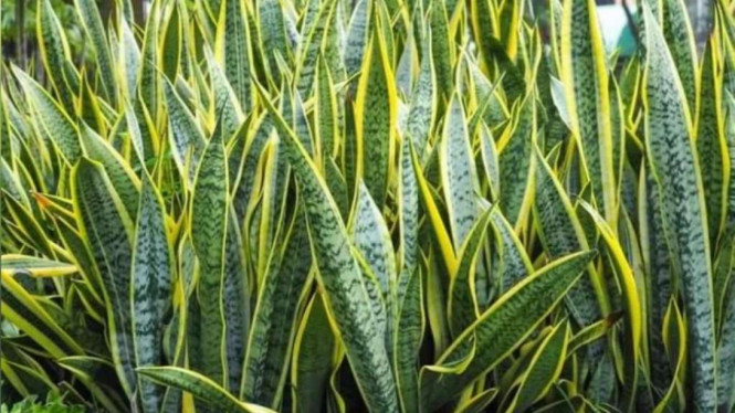 Instagram/@bekam_pangusada