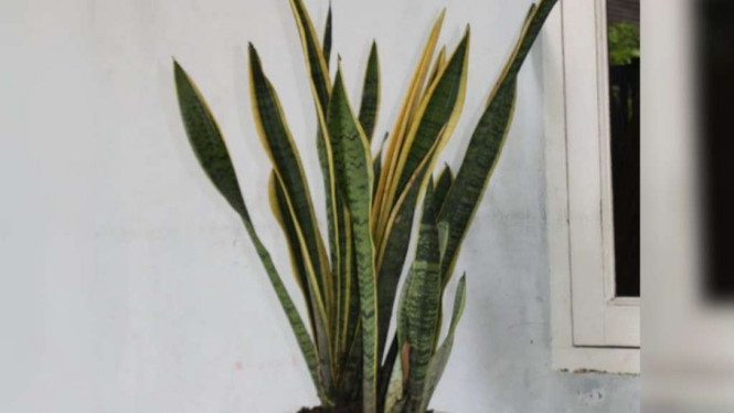 Instagram/@karyahijau