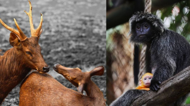 Instagram/@ragunanzoo