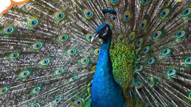 Instagram/@ragunanzoo